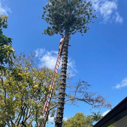 A man sitting in a white bucket perched atop a tall palm tree against a clear blue sky.